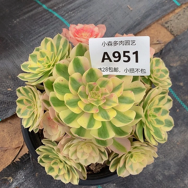 新****池951倾城不包生死