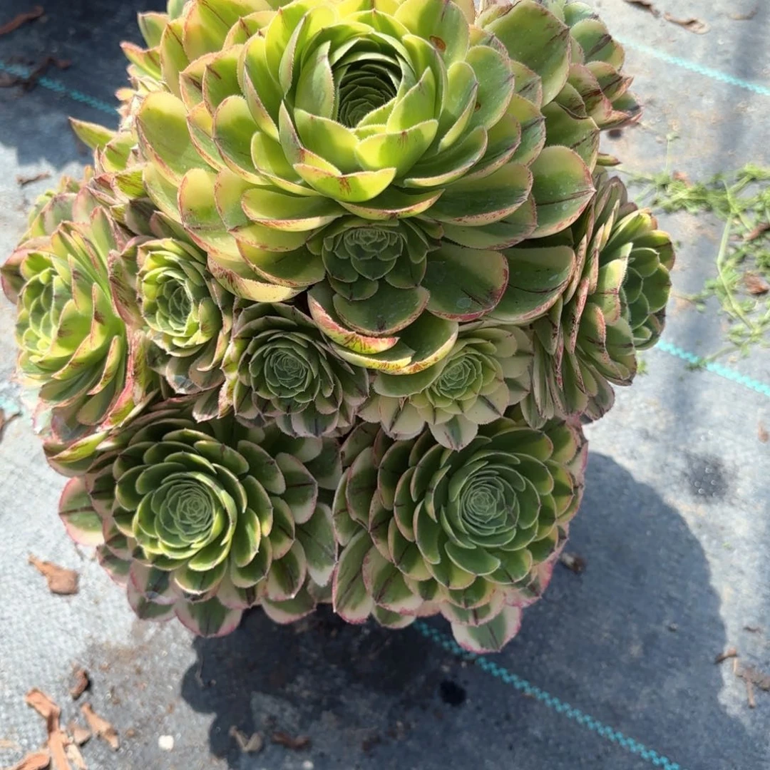 118白玉盘多肉植物绿植