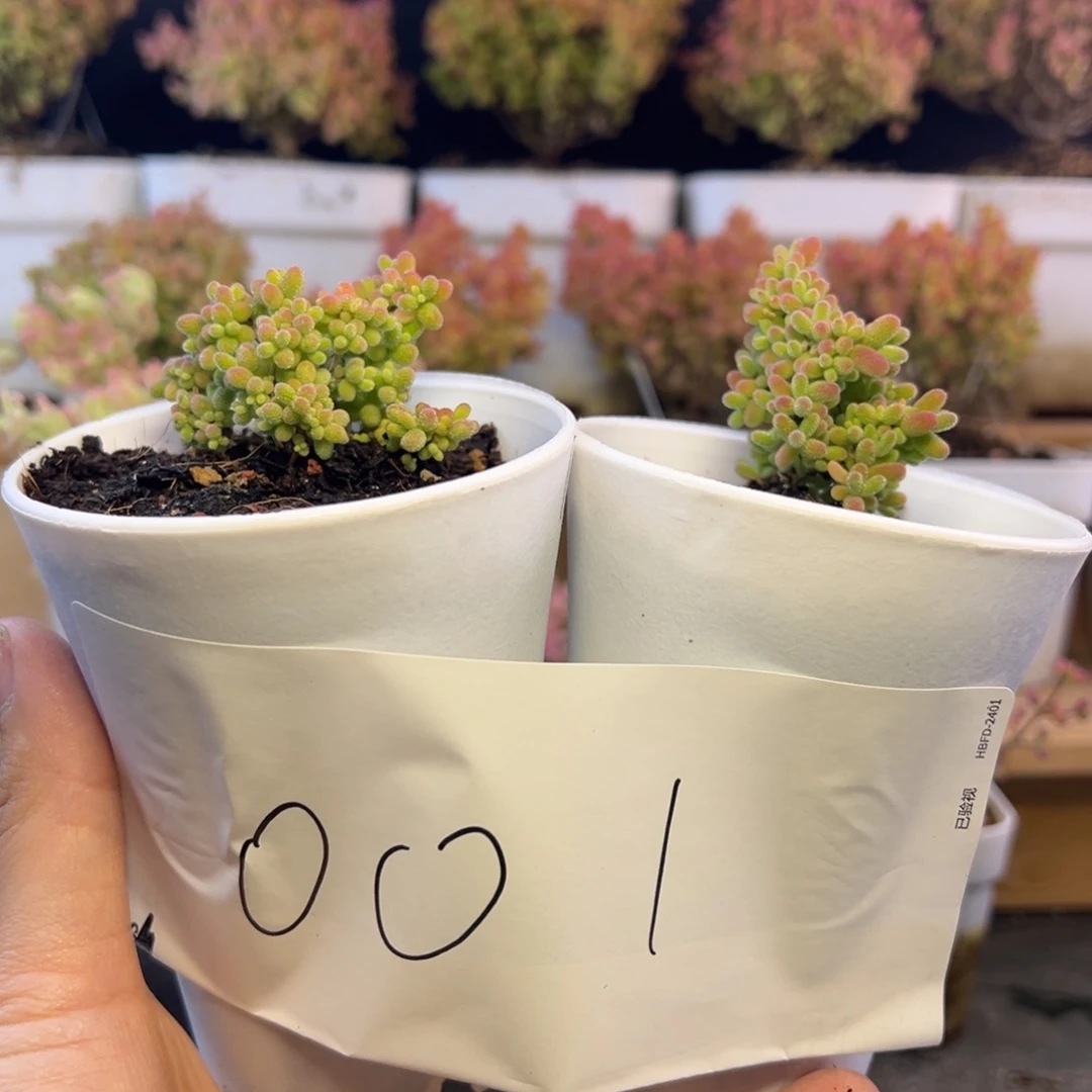 蜜橘双胞胎001➕小惊喜