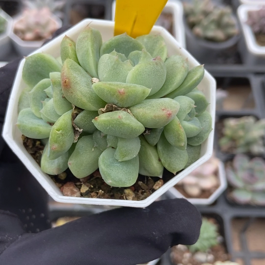 859如梦令石化多肉植物