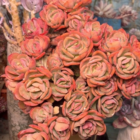 慧多肉植物的植物