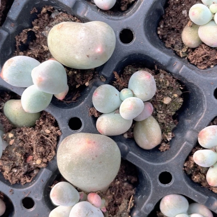 米可单头穴盘满28包邮