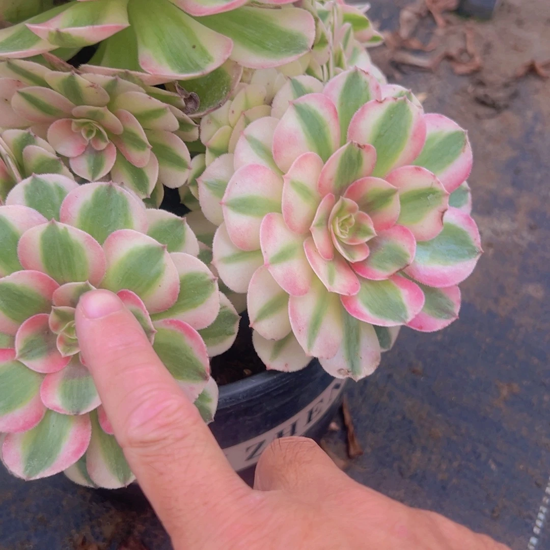 925，倾城多肉植物法师