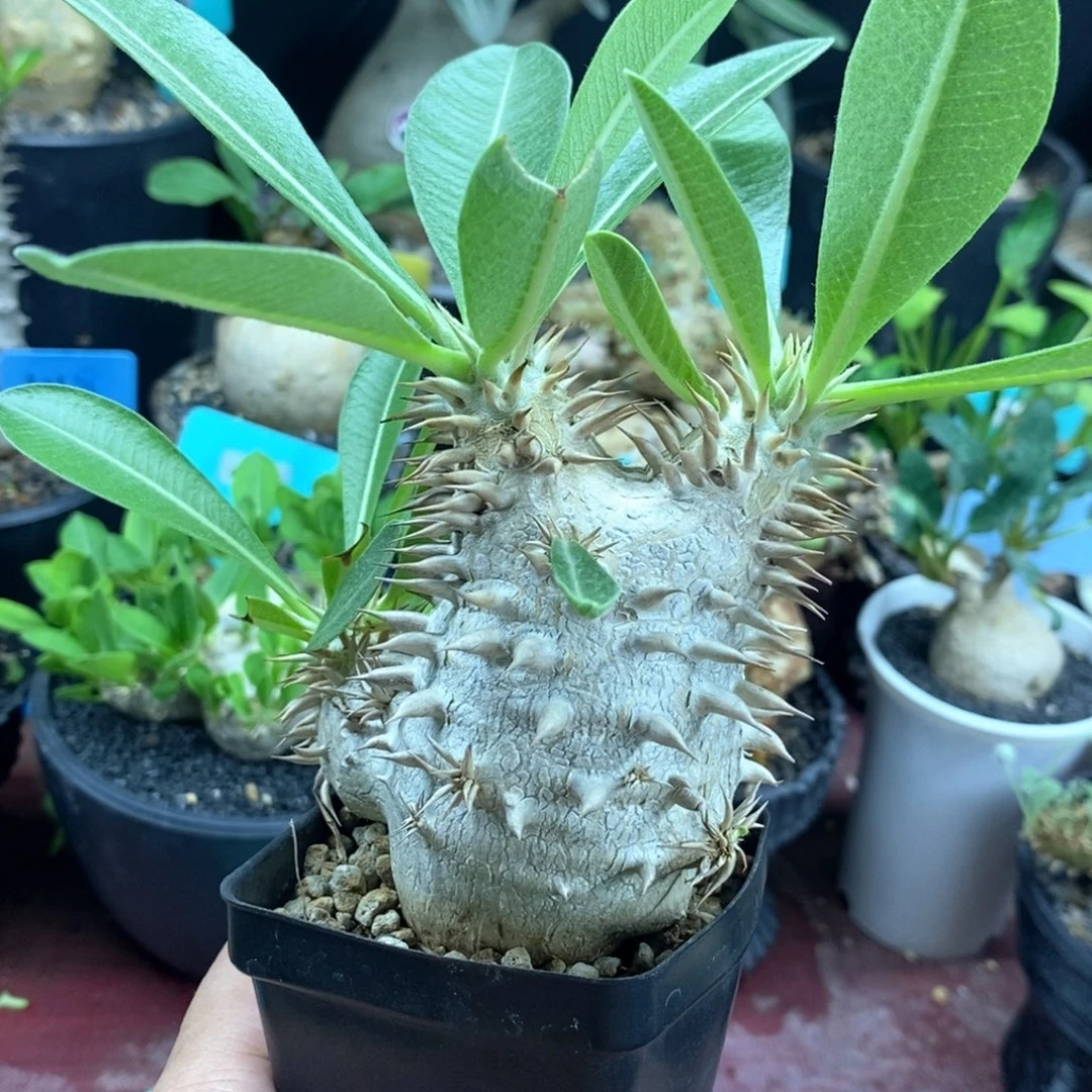 女王玉多肉植物一个