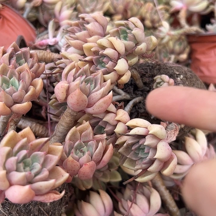 无花朵象牙璀璨2盆。