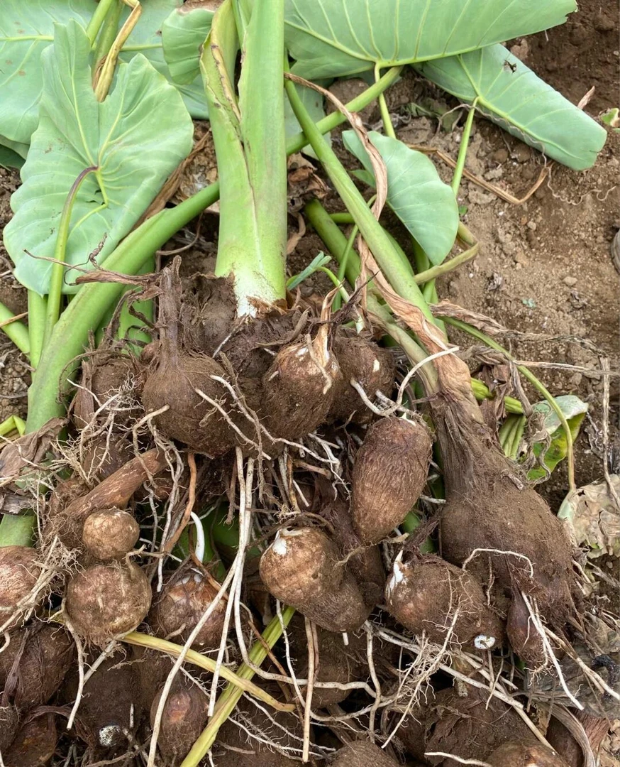 上海南汇红芽芋艿