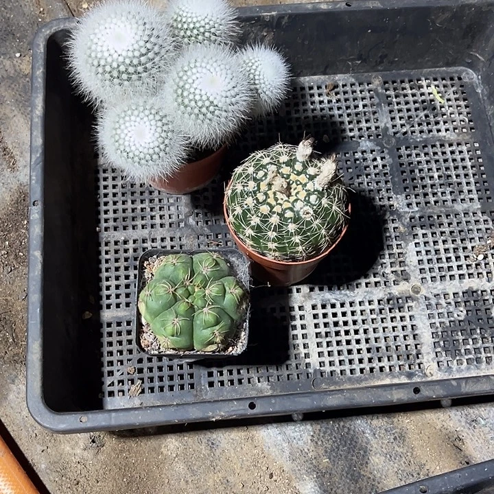 定向念儿3颗包邮zz