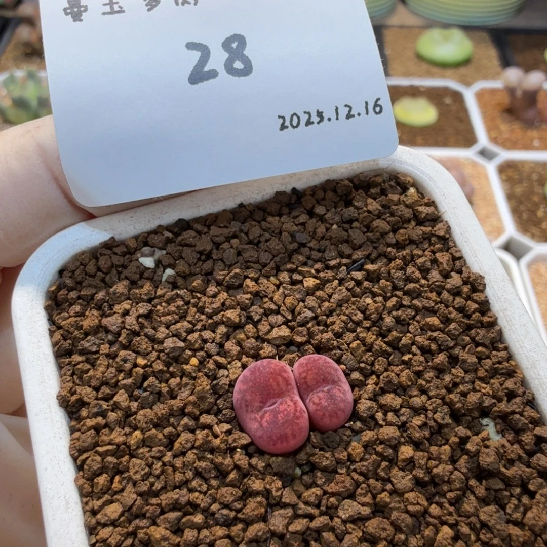 D***.多肉多肉多肉12.16-028