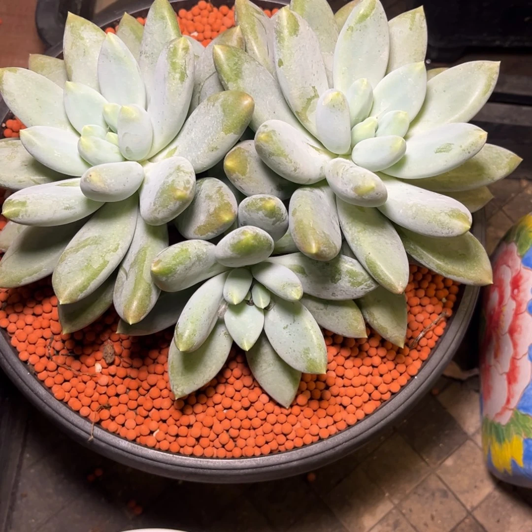 钢****蕾哥特萝莉脱土发货。。。