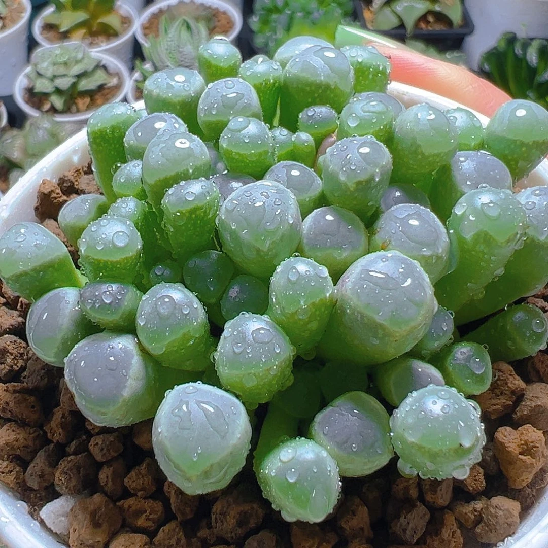 五十玲玉玉露多肉多肉