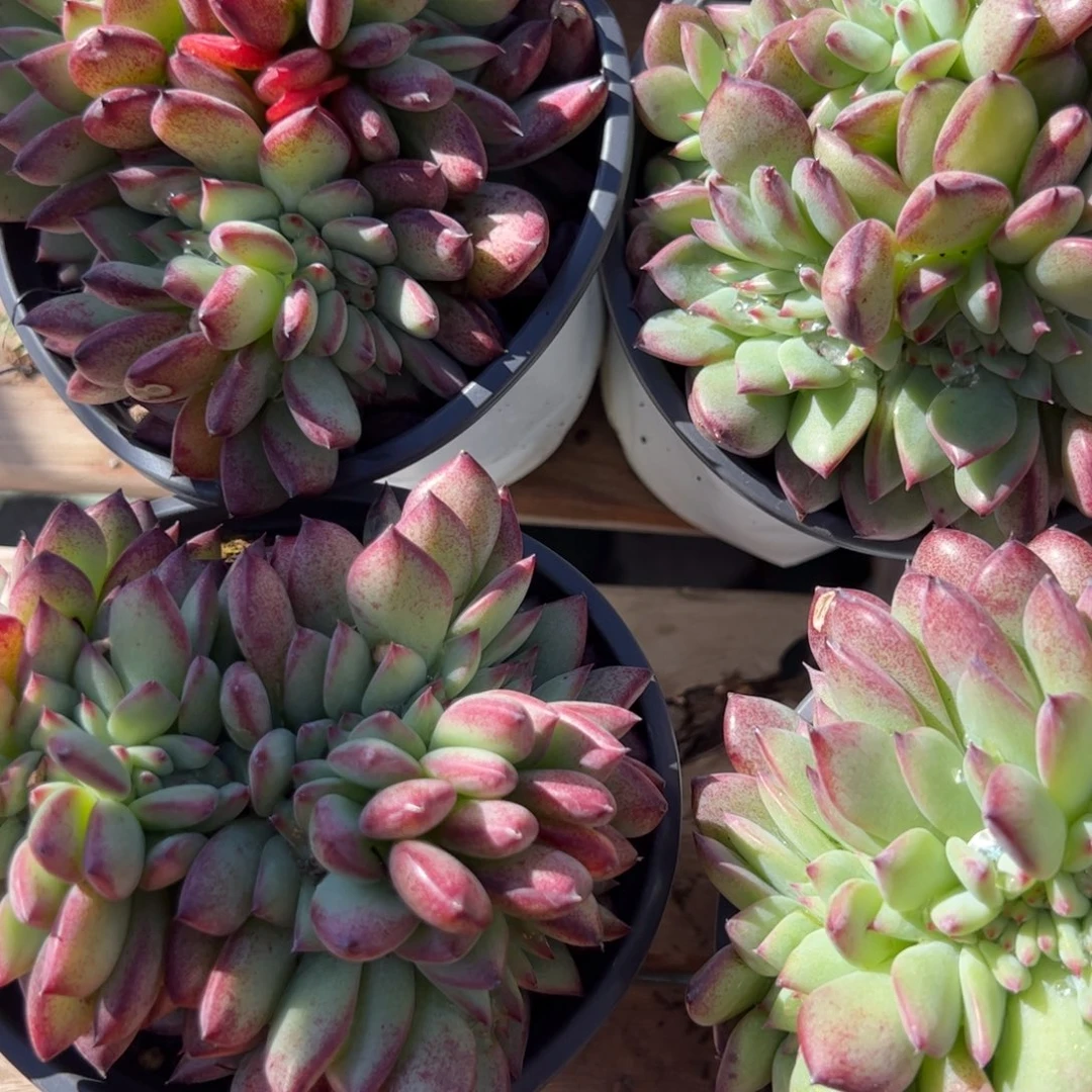 不知名一体化，多肉植物精品