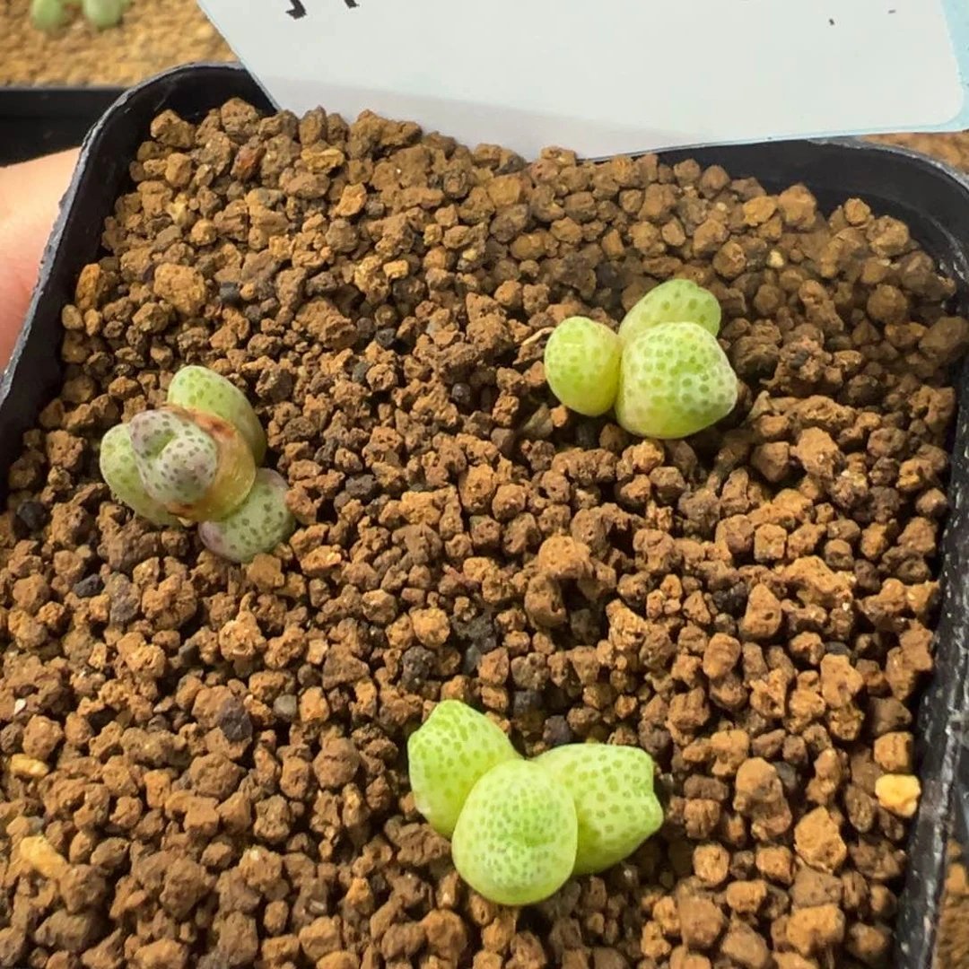 17-166肉锥多肉植物
