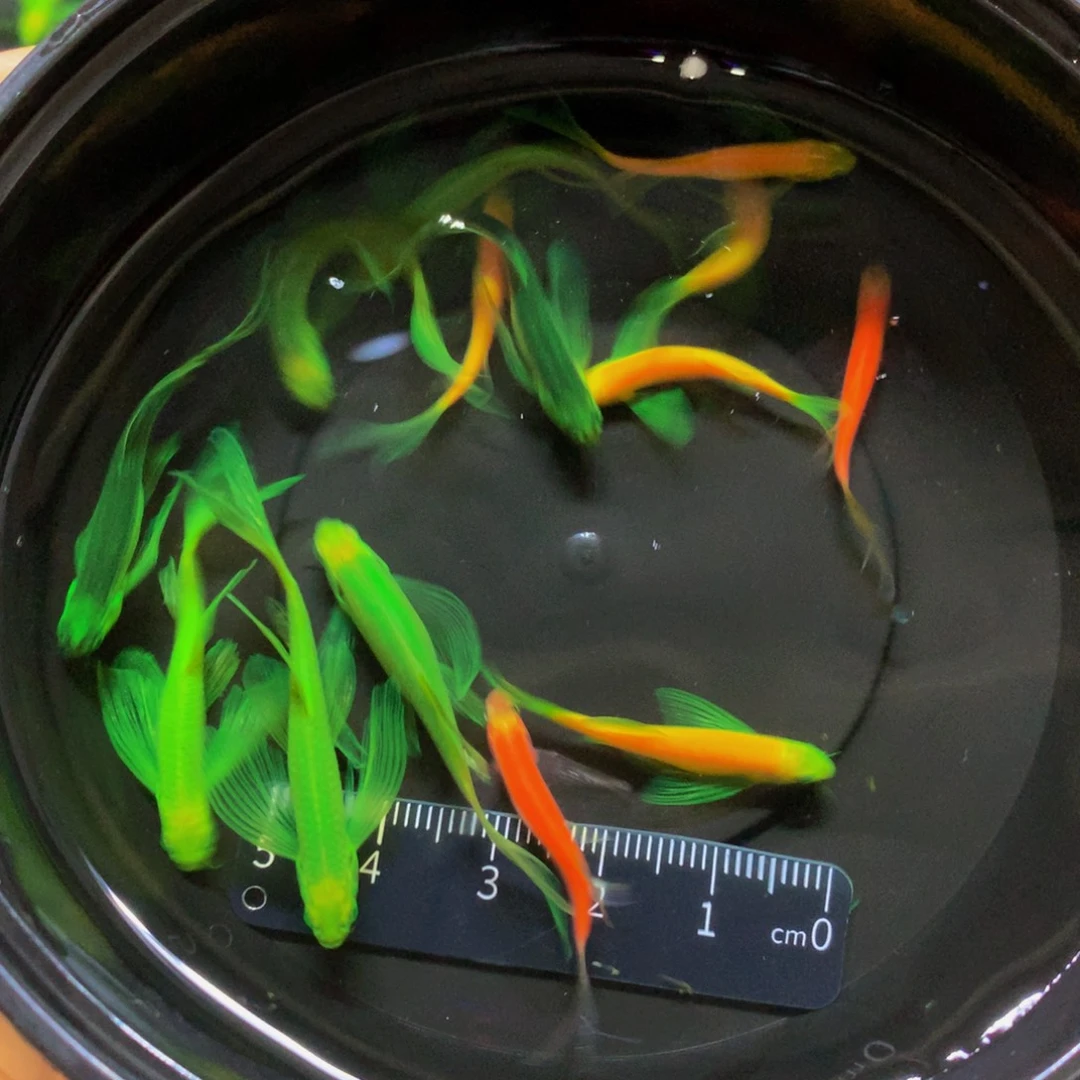 斑马鱼蝶翼斑马混搭14条（3-4.5厘米）