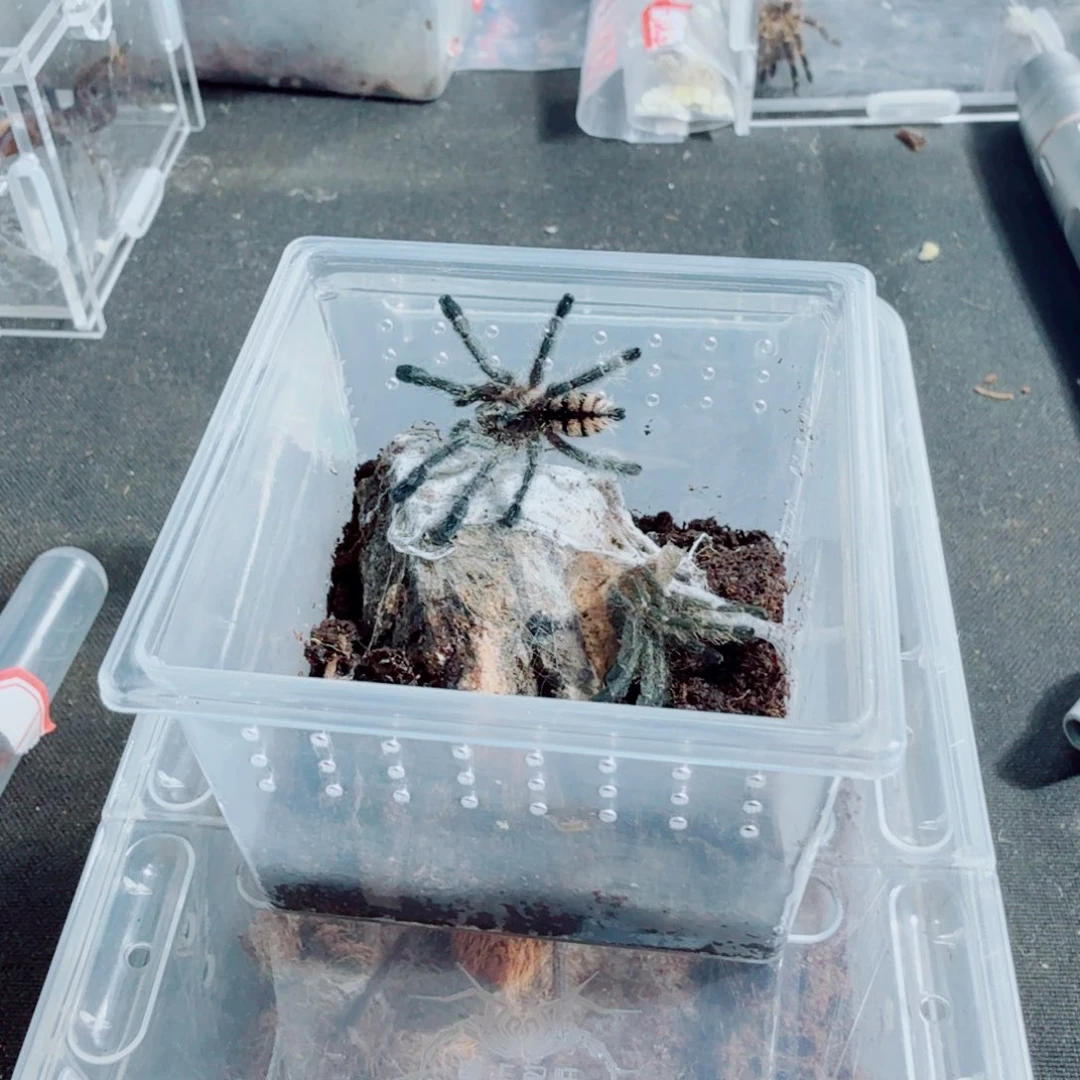 跳蛛厄瓜多尔紫粉趾