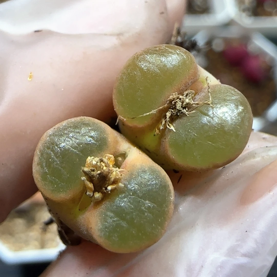 2.23。1788磁铁风铃*2。5042