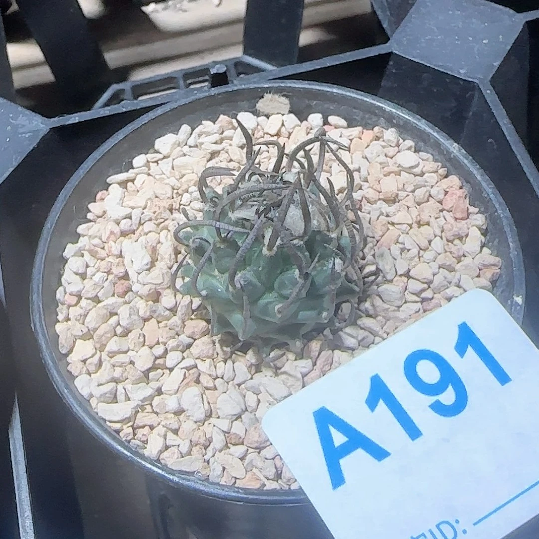 升龙自根仙人球191