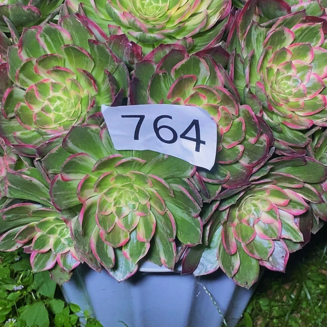 白***子上古园艺多肉法师764