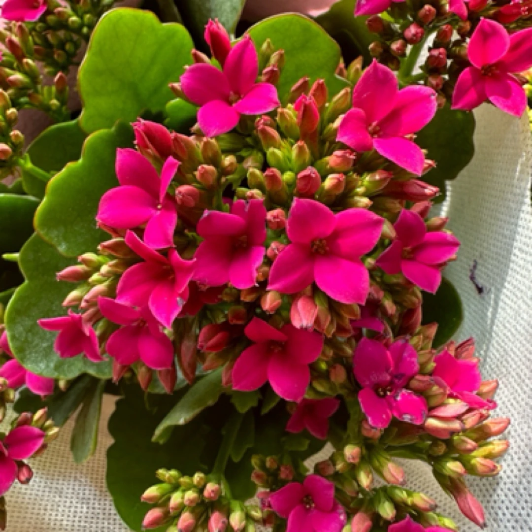 （130盆紫霞仙子）单瓣花期长 一代种苗基地直发