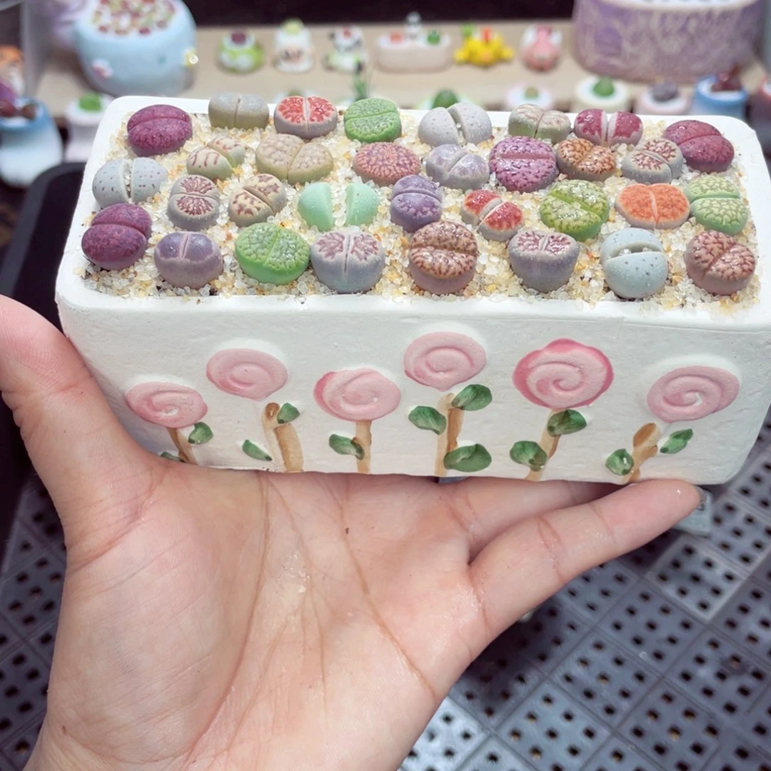 w9510 开播福利 带盆土发货一物一拍