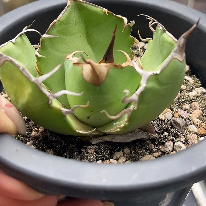 完全开放龙舌兰仁王冠籽播