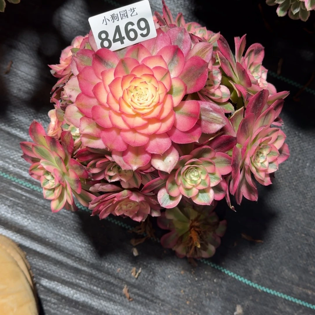 啊*荔枝多肉植物8469