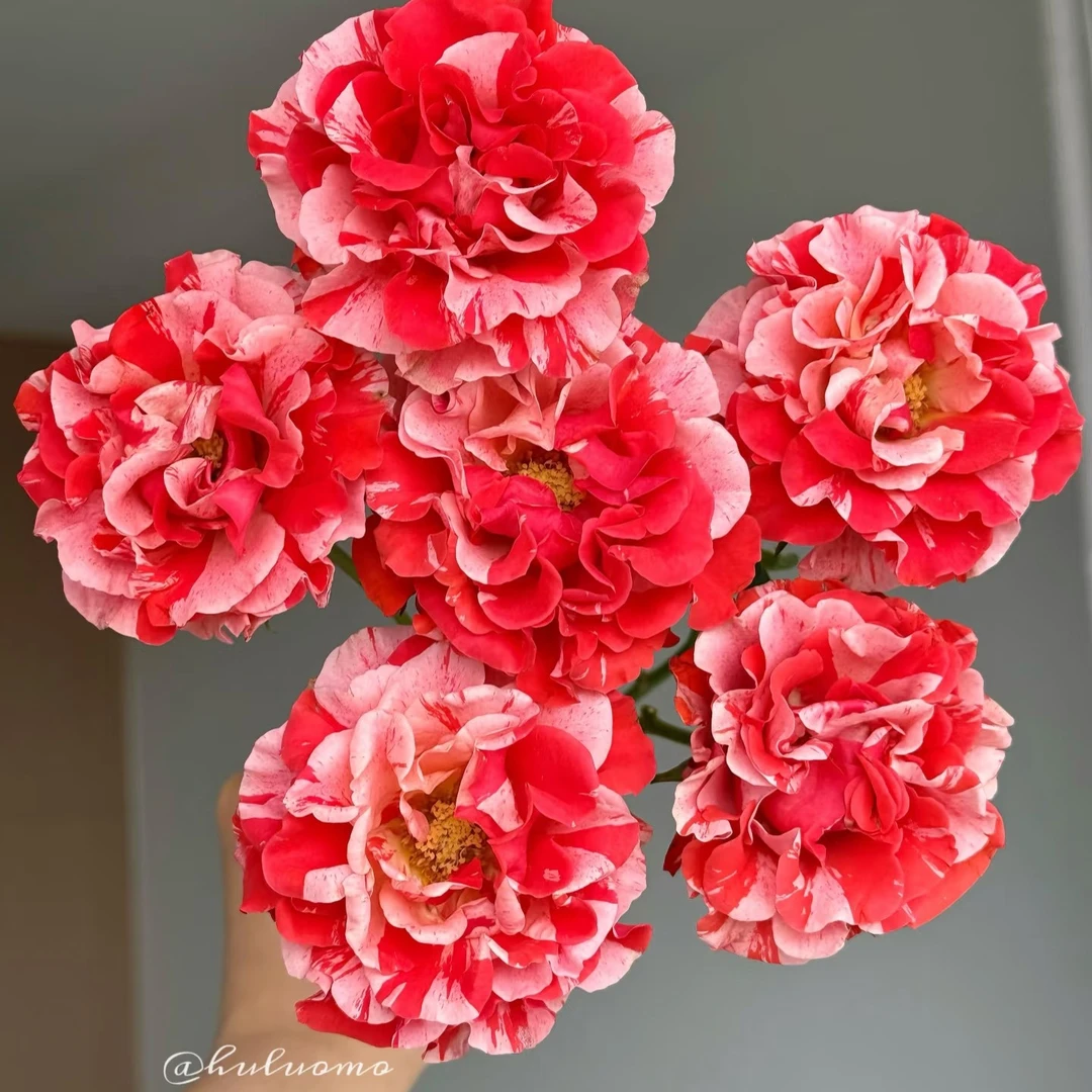 【草莓幻想】2单正价包邮 偏远地区有运费 云南鲜花直发