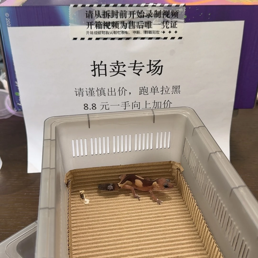 肥尾守宫祖鲁母温8.28