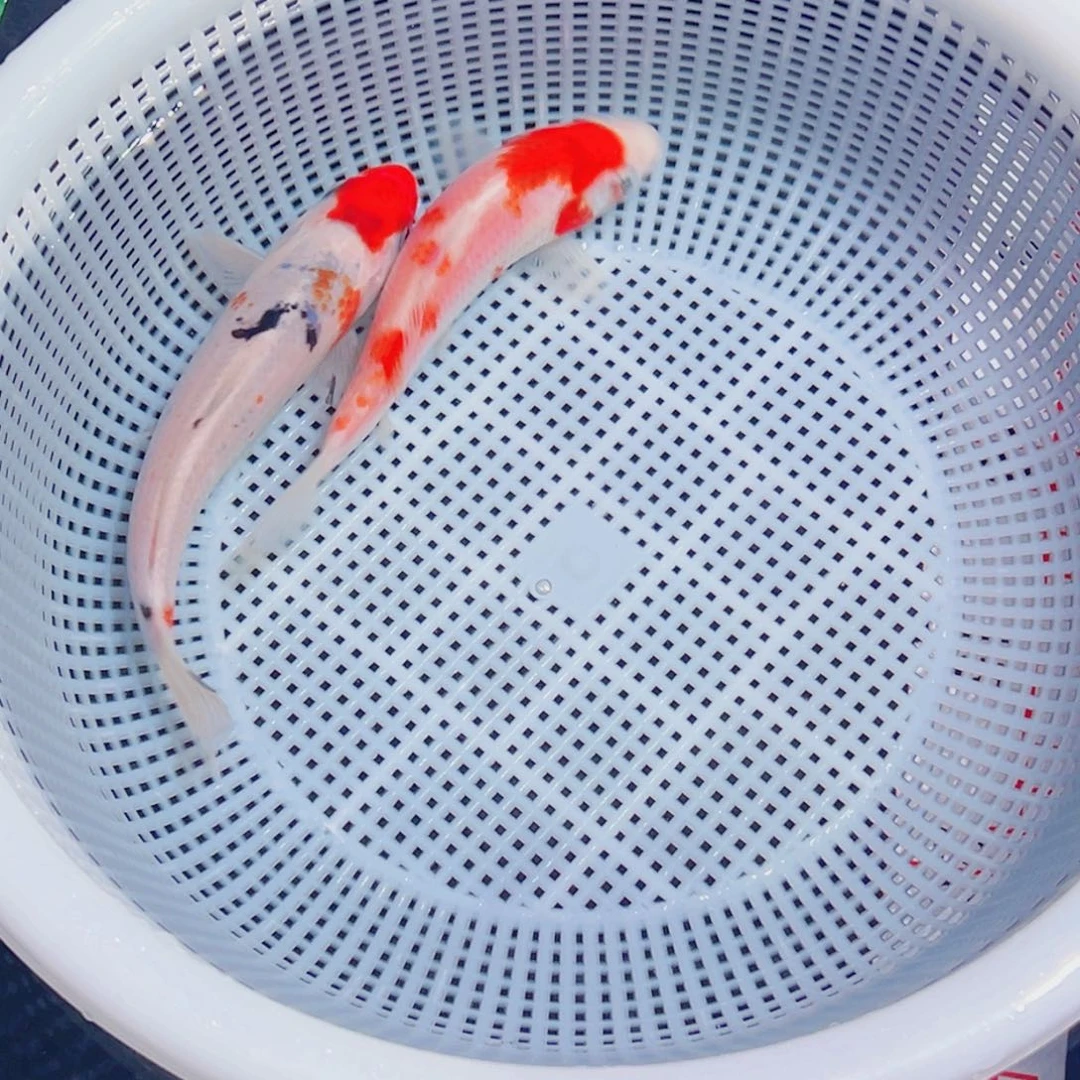 锦鲤锦鲤观赏鱼1111