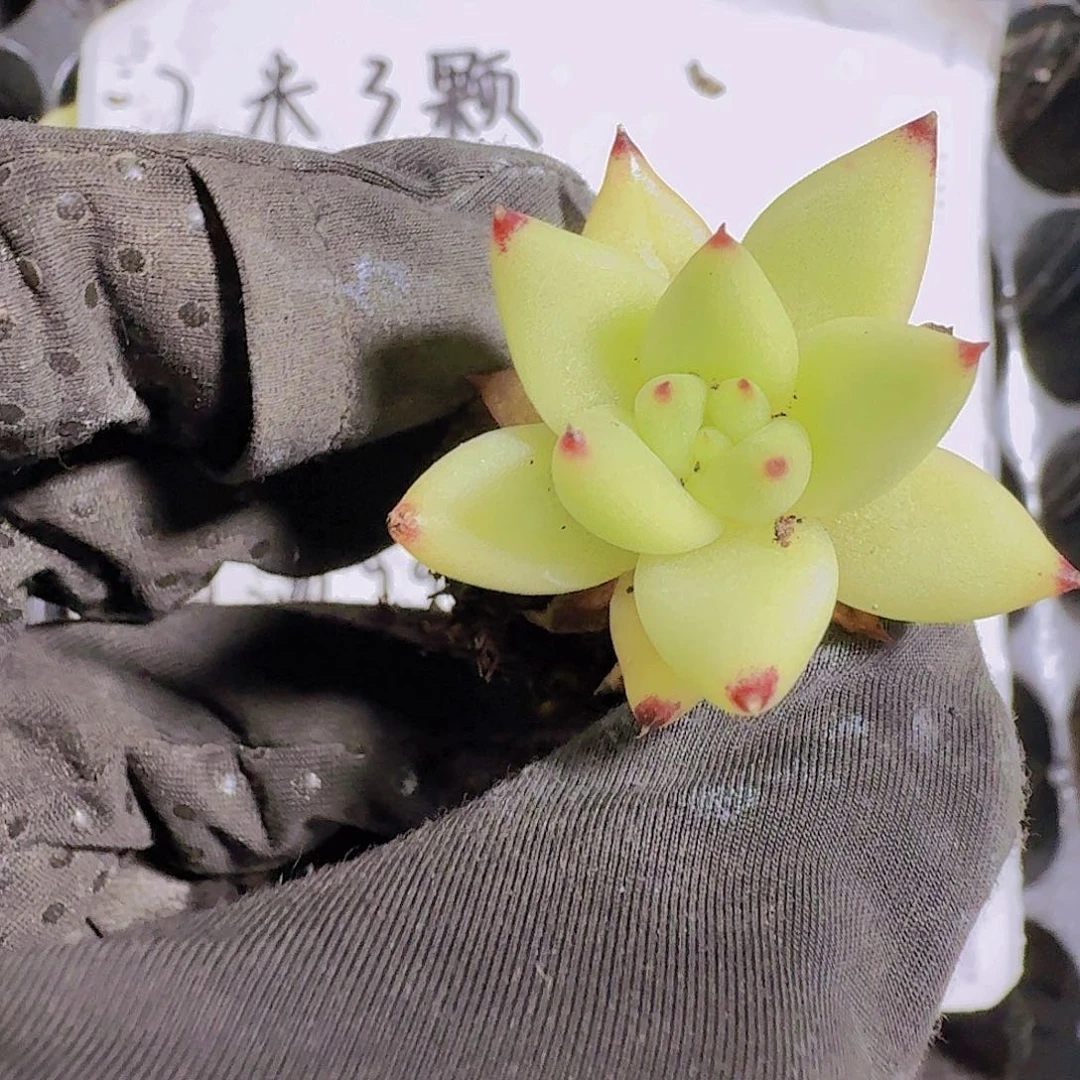 精品玛利亚两米三颗