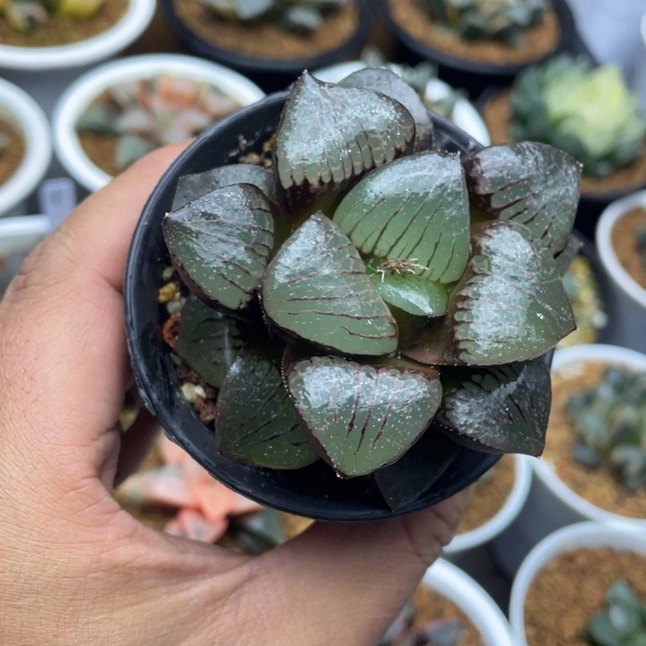 丸叶日月潭寿十二卷