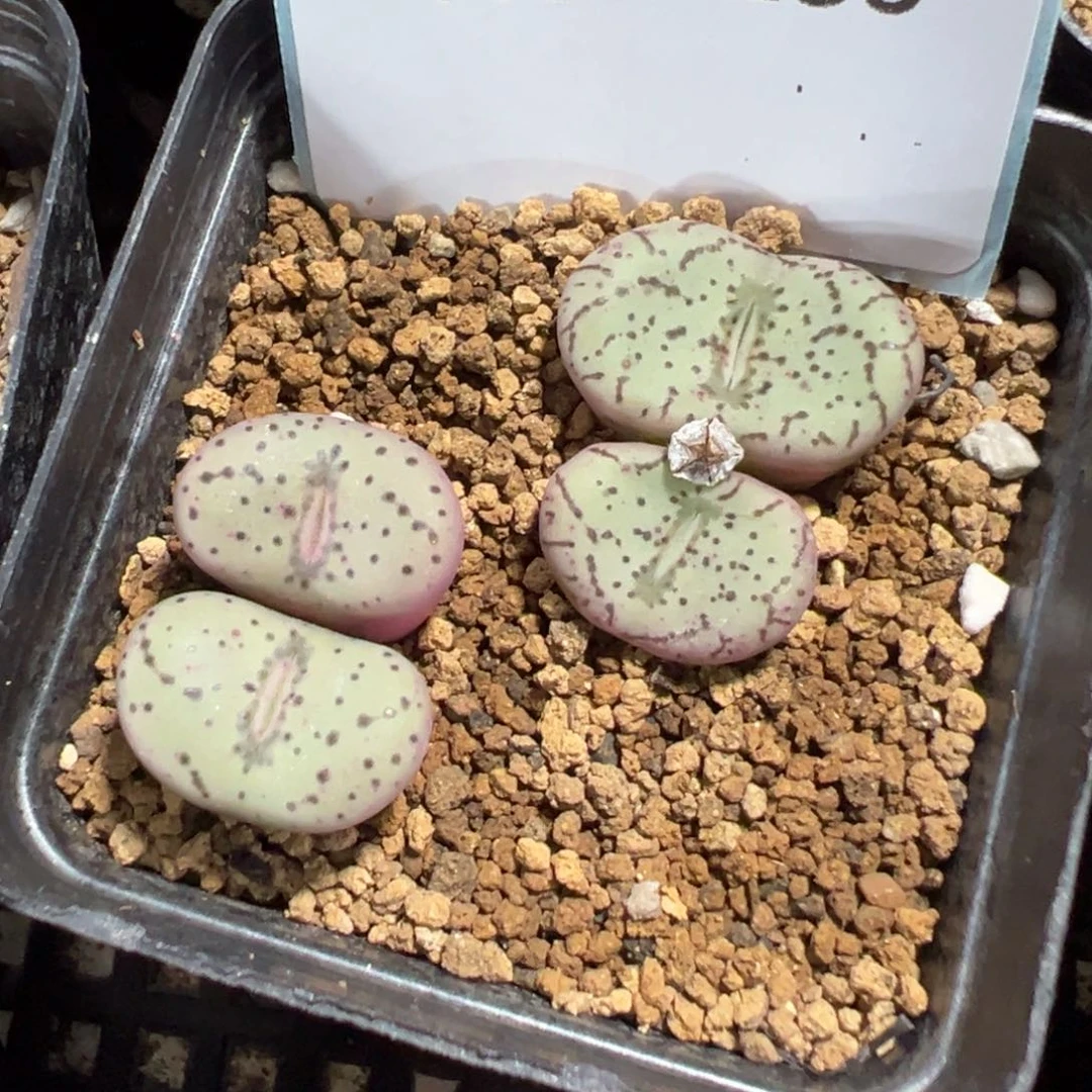 2-136肉锥多肉植物，