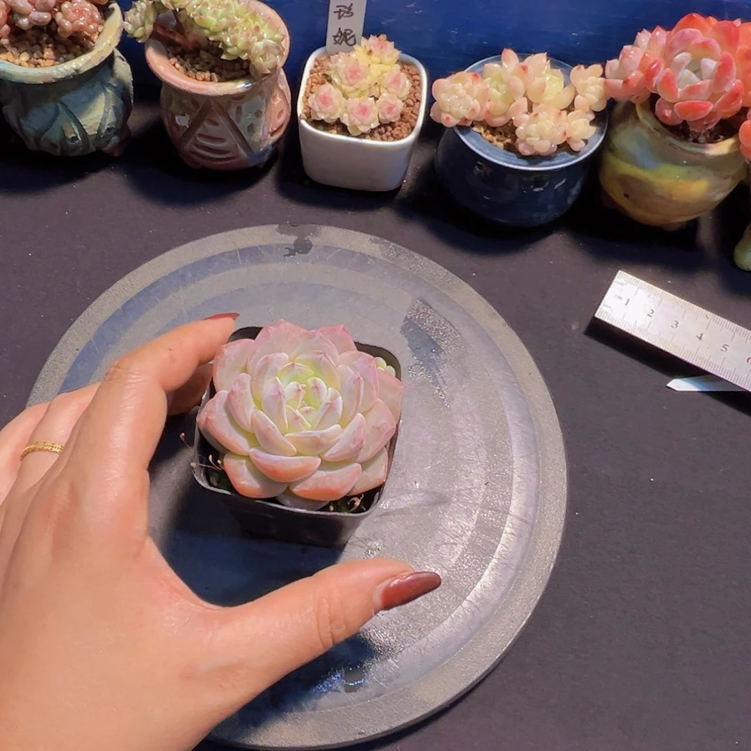 ?***?新品，多肉植物，