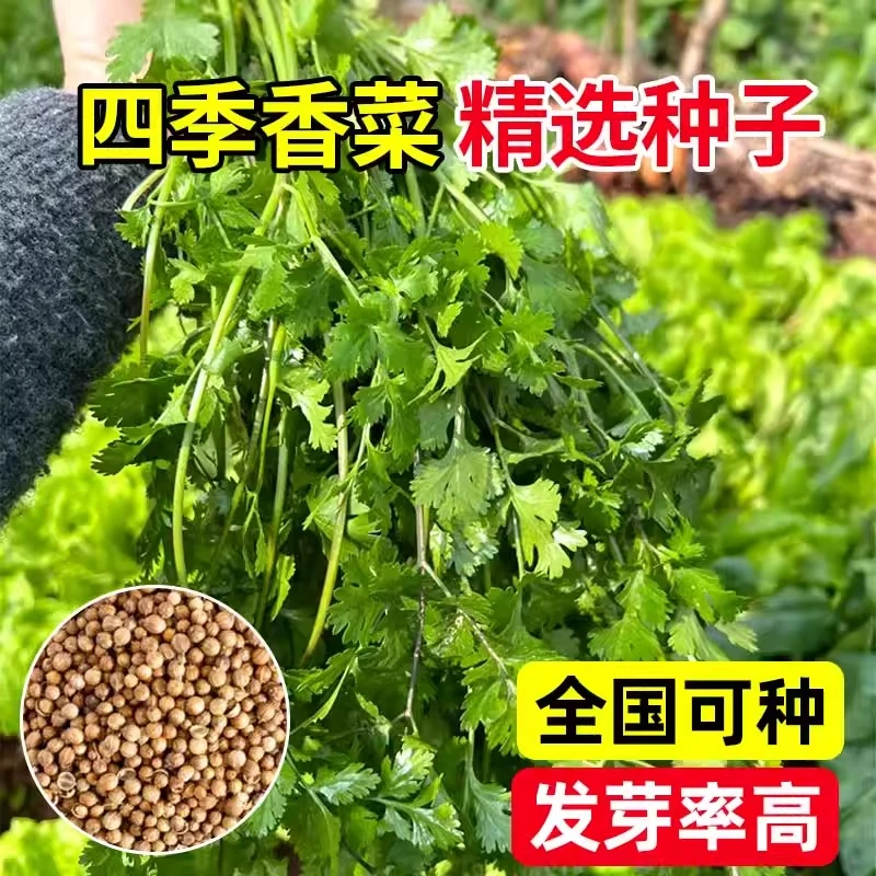 四季香菜种孑阳台庭院盆栽苗大叶芫荽种子秋冬农家高产老品种菜籽