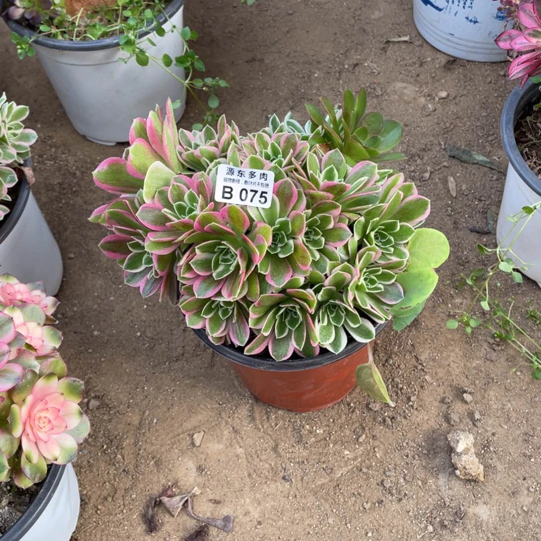 075雨花石多肉法师断枝不包