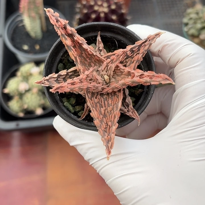 木*子圣诞芦荟仙人球123