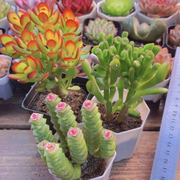 摇钱树新 吸财树 钱串锦