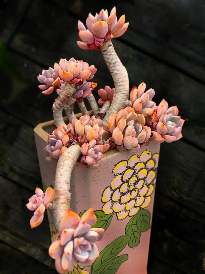 眼镜多肉（福袋精品多肉）老桩盆栽多肉