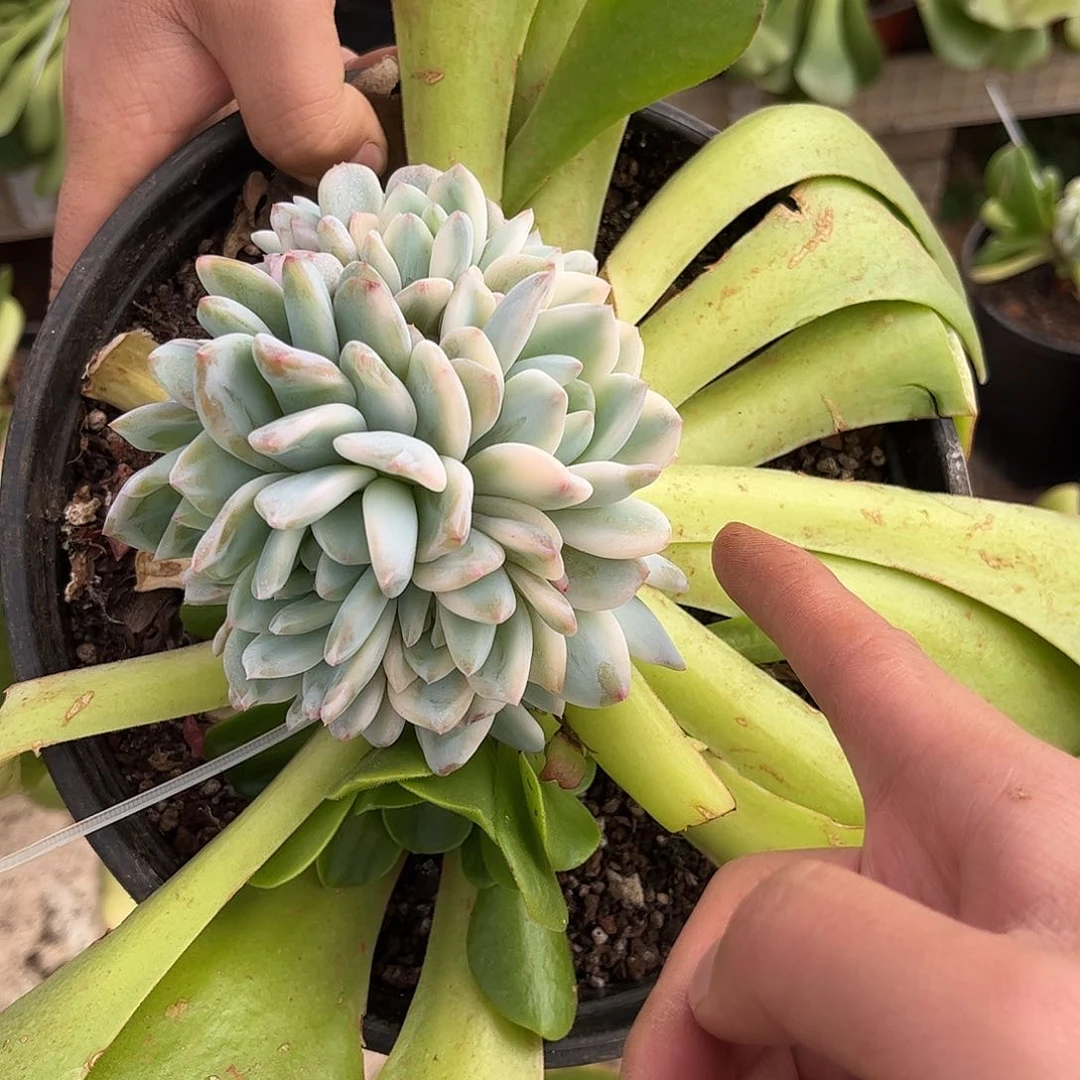 寄养链接的肉肉的肉肉