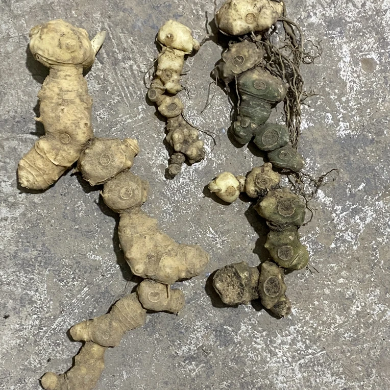 下山货、植物块茎老货