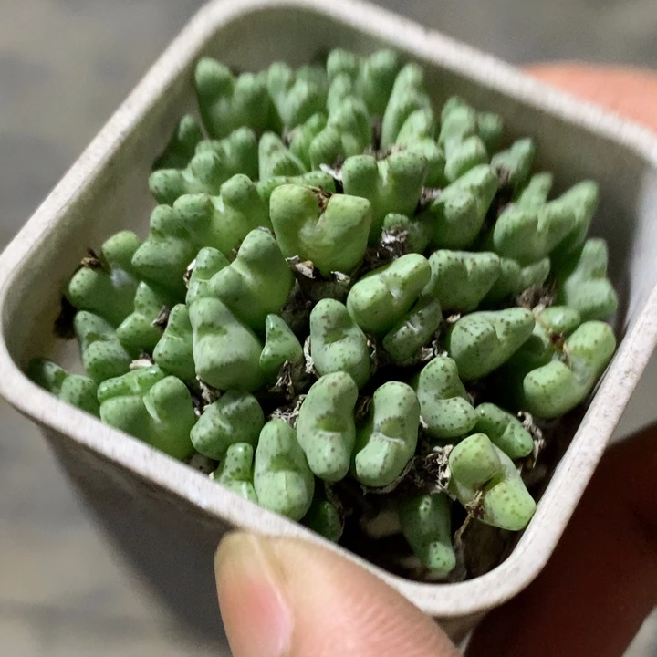 精品多肉植物平头斑马