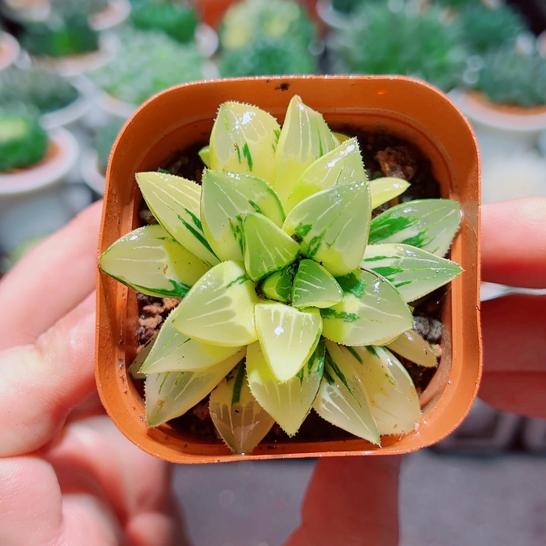 姬寿锦多肉多肉多肉