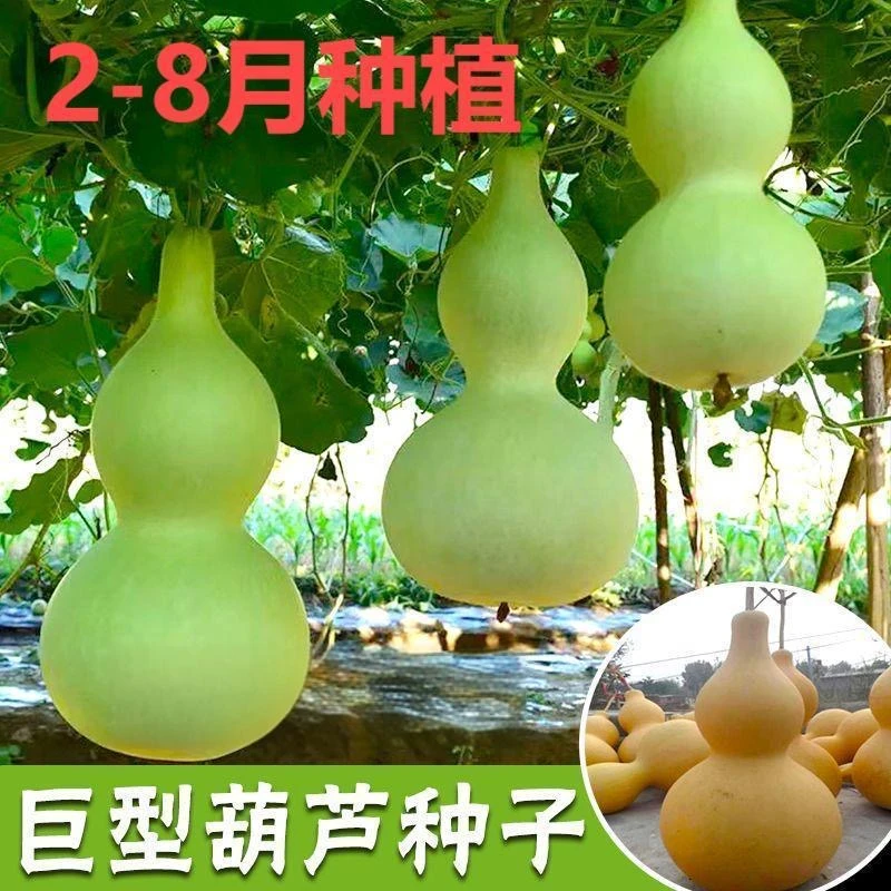 特大巨型葫芦种籽大葫芦农作物种子阳台庭院盆栽爬藤植物种苗文玩