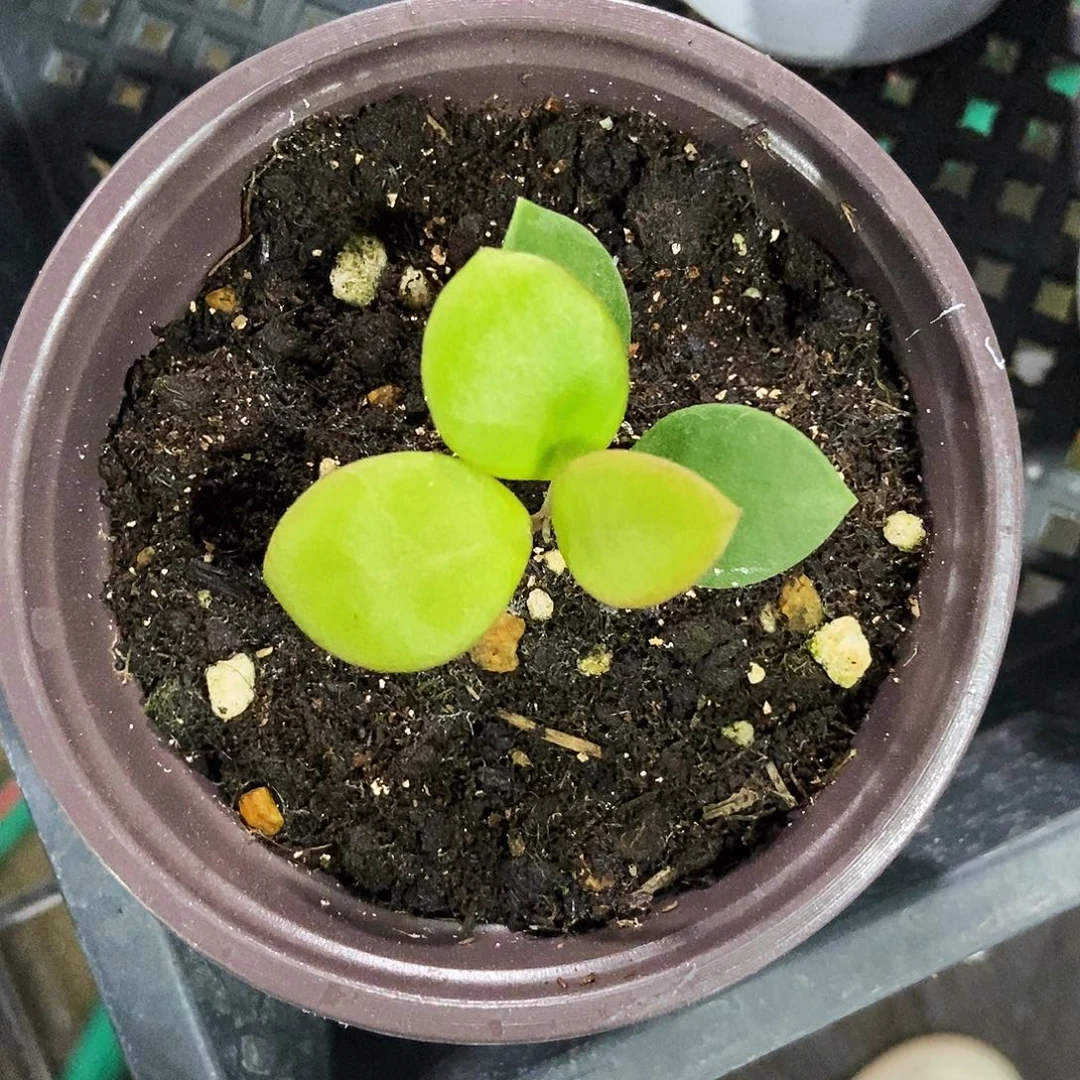 完全开放卡梅拉球兰25