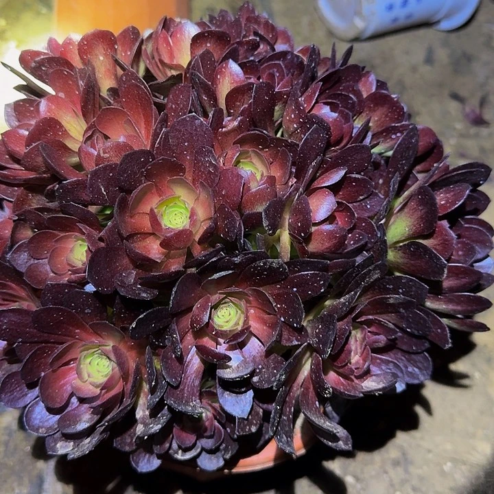 精品桃花石朵朵绣球亏本福利9.9