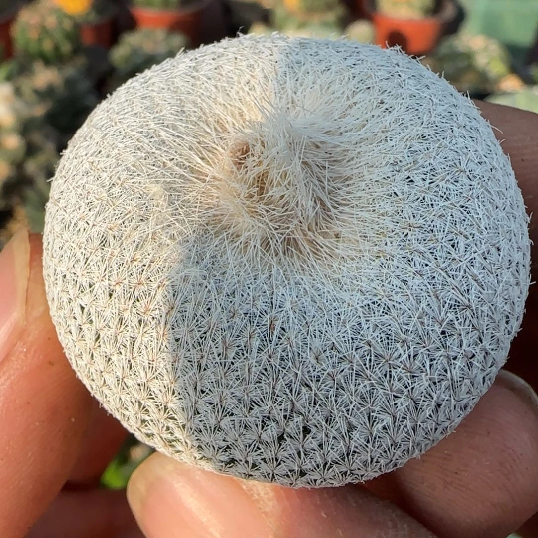 无花朵苗接落地小人帽523