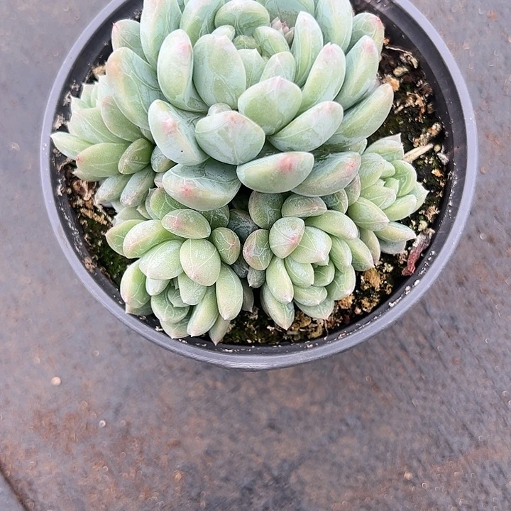 【闪购商品】百搭翡翠