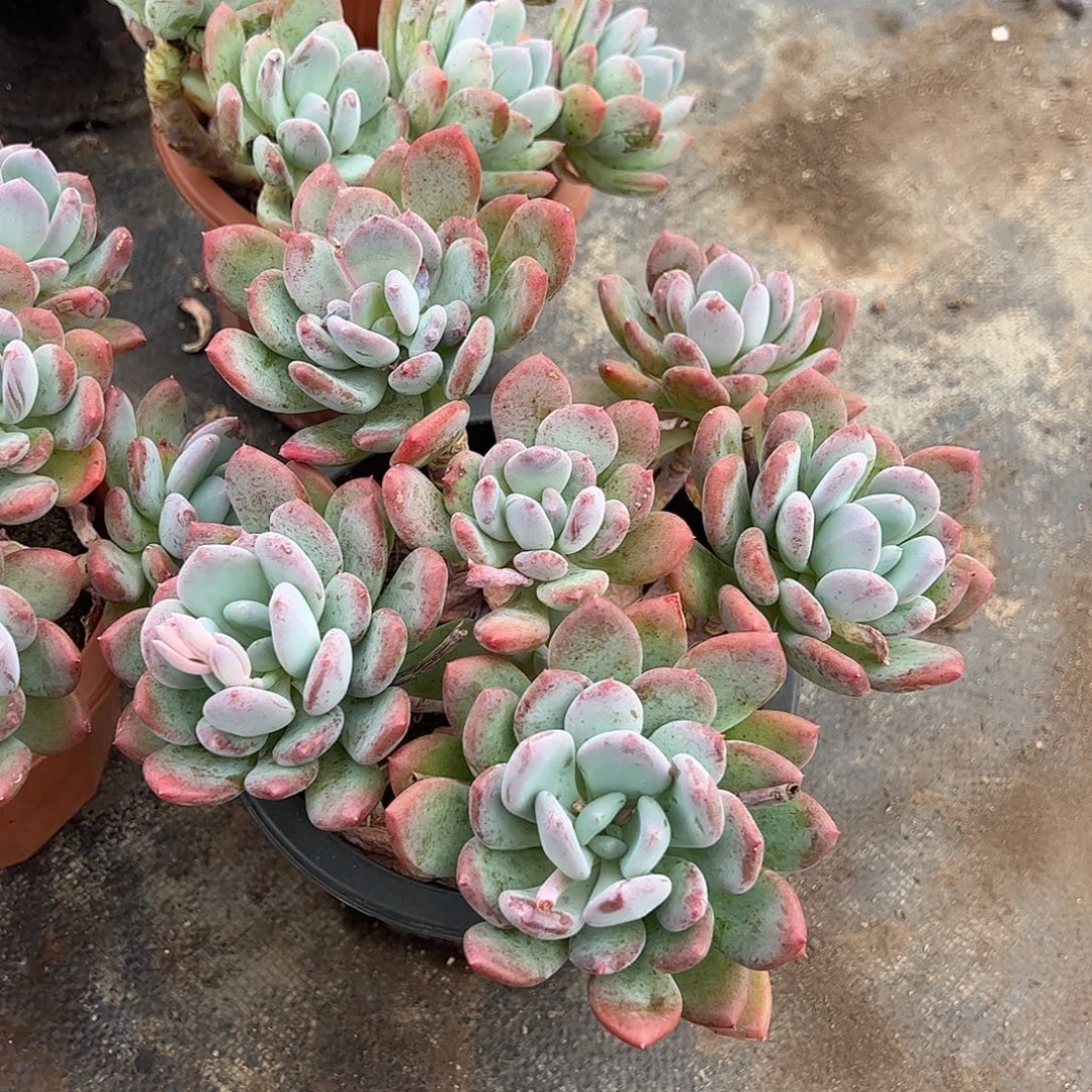 灰姑娘多头群生老桩特价