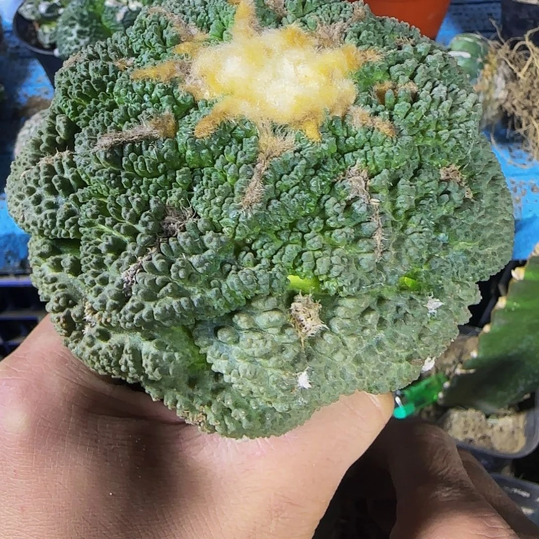 超大龟甲243。