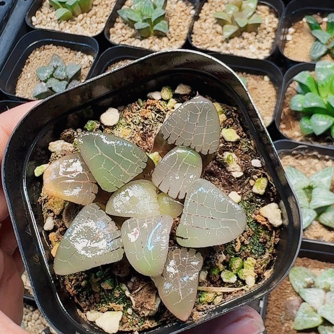 笑***z十二卷实生特选福利