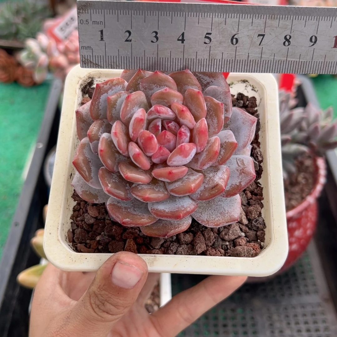 表妹精品多肉植物633: